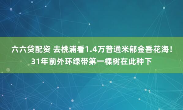 六六贷配资 去桃浦看1.4万普通米郁金香花海!31年前外环绿带第一棵树在此种下